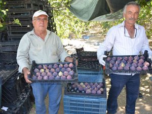 Toroslar’ın Yüksek Kesimlerinde İncir Hasadı Sona Erdi