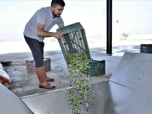 Aydın’da Zeytinyağı Sıkım Sezonu Başladı