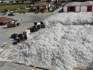 Tari̇ş’e Rağbet Arttı, Depolar 10 Bin 200 Ton Pamukla Doldu