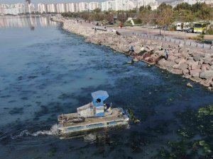 Deniz Marulu Yeniden İ̇zmir Körfezi’nde