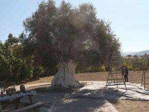 Bin 300 Yıllık Zeytin Ağacı 250 Kilo Ürün Verdi