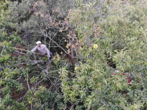 Ekmek Parası İçin Komando Gibi Ağaçlara Tırmanıyor
