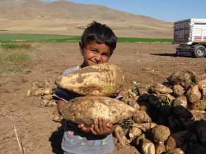En Tatlı Hasat Yüzleri Güldürdü