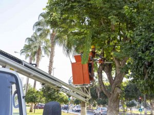 Mersin’de Yeşil Alanların Kış Bakımı Yapılıyor