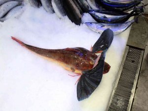 Sinop’ta Nadir Bulunan 3 Kiloluk Kırlangıç Balığı 700 Liraya Satılıyor