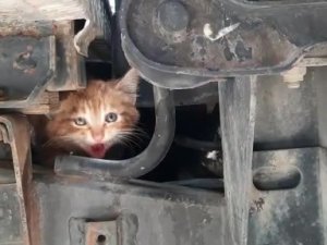 Sıkıştığı Kamyonette Kurtarılmasını Sağladığı Kediyi Sahiplendi