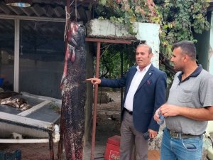 Balıkçının Ağına 1.90 Boyunda 75 Kiloluk Yayın Balığı Takıldı