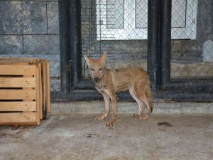 Tarsus Doğa Parkı Yaban Hayvanlarına Merhem Oluyor