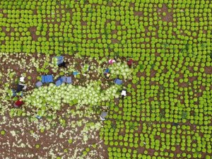 Nisan Ayında Tavan Yapmıştı, Sezon Sonu Fiyatı Yüzde 50 Düştü