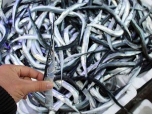 Fosforuyla Ünlü Zargana Balığı Kilosu 60 Liradan Satılıyor