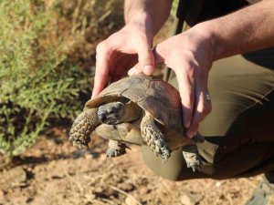 Kaplumbağalar Göç Yoluna Girdi, Araç Sürücüleri Dikkat