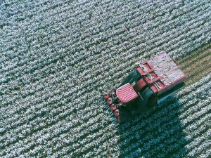 İ̇zmir’deki "Beyaz Altın"da Hasat Zamanı