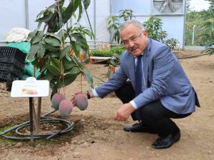 Ordu’da Yeni Trend: Tropikal Meyve Yetiştiriciliği