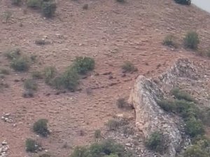 Elazığ’da Domuz Sürüsü Görüntülendi