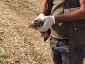 Yaralı Kerkenez Tedavi Altına Alındı