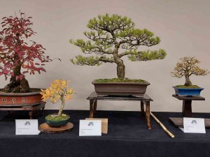 Yalova’da Uluslararası Bonsai Sempozyumu Düzenlenecek