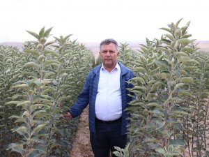 Türkiye’nin Elma Fidanları Niğde’den Gidiyor