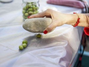 Bahçeden Menüye Getirilecek Zeytinler Toplandı