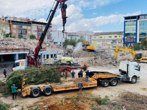 Kent Meydanının Yapılacağı Alandaki Ağaçlar Naklediliyor