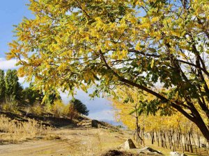 Sonbaharın Sarı Rengi Büyüledi