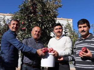 Gürün’de Elma Hasadında Sona Gelinde