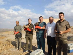 Yaralı Kuşlar Tedavilerinin Ardından Doğaya Salındı