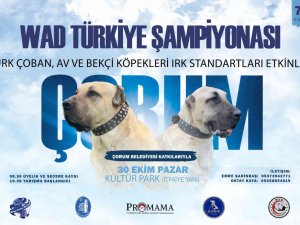 Türk Çoban Köpeği Irkları Çorum’da Podyuma Çıkacak
