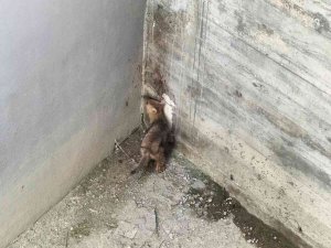 İ̇nşaat Alanında Mahsur Kalan Çakal Kurtarıldı