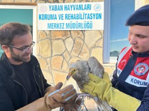Van’da Bulunan Mısır Akbabası Tedavi Altına Alındı