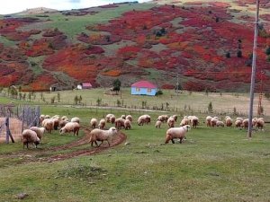 Ordu Yaylalarında Sonbahar Güzelliği