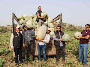 Damakları Tatlandıran Balkabağının Tarladan Sofraya Yolculuğu Başladı
