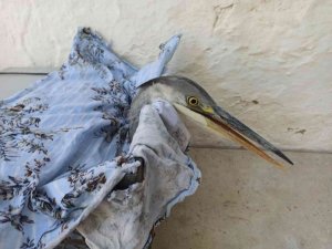 Avcıların Vurduğu Turnaya Mahalleli Sahip Çıktı