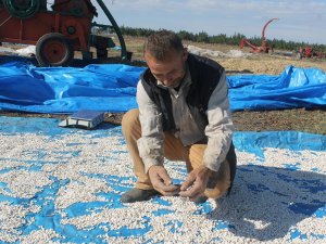 Manyas’ta Kazak Fasulyesi Hasadı Başladı