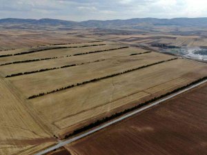 Bozkırda, Ekinlere Siper Olsun Diye Ağaçlarla Sed Çektiler