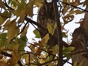 Saray’da Kulaklı Orman Baykuşu Görüntülendi