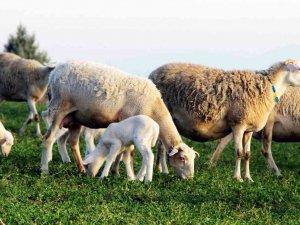 Yalova Kıvırcığı Koyunu Irkı Resmen Tescillendi
