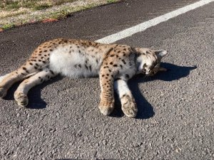 Kastamonu’da Yol Kenarında Telef Olmuş Vaşak Bulundu