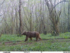 Yalova Ormanlarındaki Vahşi Hayat Fotokapanlarla Görüntülendi