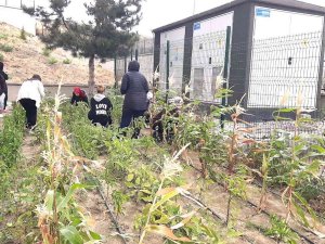 Yurt Öğrencileri Turşu Yapımını Geleneksel Hale Getirdi