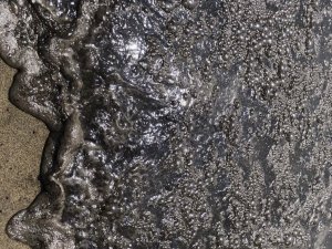 Meksika’da Petrol Sızıntısı: 8 Kilometrelik Sahil Şeridi Kirlendi