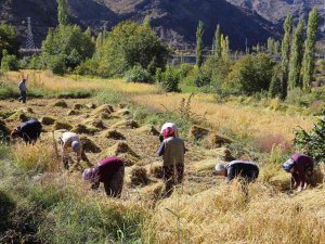 Artvin’de Kadınlar 20 Yıl Sonra Ata Tohumunu Toprakla Buluşturdu