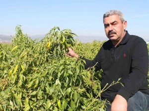 Türkiye’de İlk Kez Bursa’da Denendi, İşçi Maliyetleri Yüzde 90 Düştü