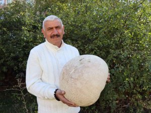 9 Kiloluk Mantar Görenleri Şaşırttı