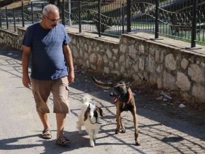 Köpek İle Keçinin Dostluğu Görenleri Şaşırtıyor