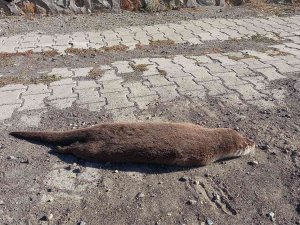 Nesli Tükenme Tehlikesi Altında Bulunan Su Samuru Araba Çarpması Sonucu Telef Oldu