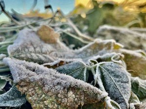 Ağrı Dondu, Her Yer Buz Tuttu