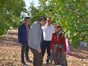 Cevizin Tarladan Sofraya Yolculuğu Başladı