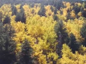 Sarıkamış Ormanlarındaki Renk Cümbüşü Havadan Görüntülendi