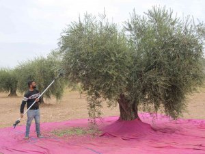 Kilis’te Zeytinde Erken Hasat Dönemi