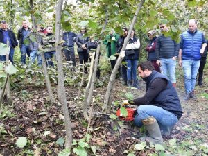 Fındıkta Doğru Budama Verim Ve Kaliteyi Artırıyor